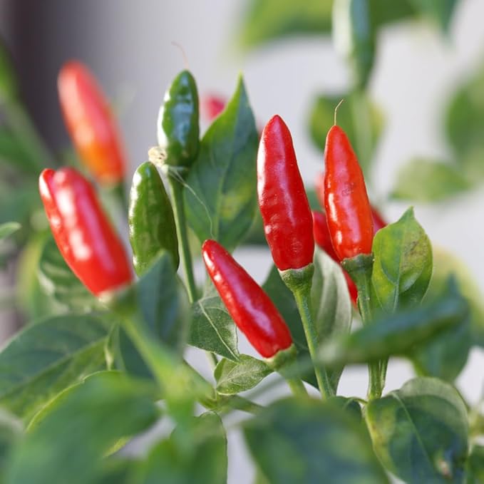 2 Pequin Hot Pepper Plants Live in 2.5 Inch Pot for Planting Outdoor 2 Plants in 1 Pot