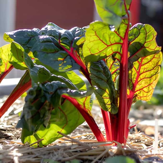 5 Rhubarb Plants Root for Planting Large Rhubarb Crown from Home- Grown 1.5 Inch Tall Hardy Rhubarb Roots with High Yields