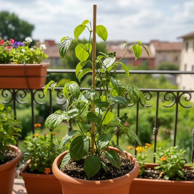 Black Pepper Plant Black Pepper Tree Plant 4 to 6 Inches Tall Edible Piper Nigrum Vines Indoor Outdoor Growing