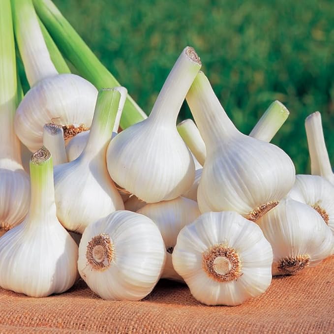 1 Pound Music Hardneck Garlic Bulbs for Planting Fresh High-Yield Hardy Garlic for Garden or Container Growing