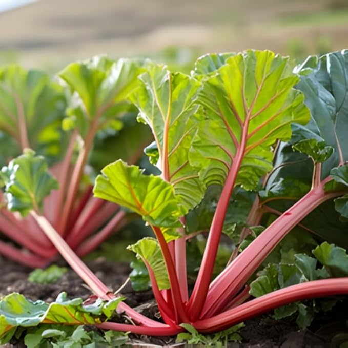 5-Pack Rhubarb Roots Plants for Planting 1.5 Inch Tall Fast- Growing Perennial Non GMO with Giant Red Stalk Resilient Vegetable Plants for Home Landscapes