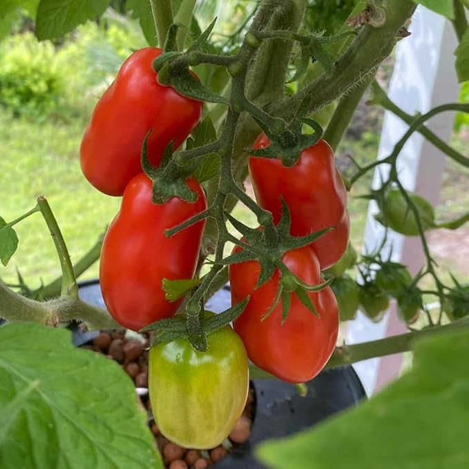 San Maranzo Tomato Plants 4 Inch Pot 4-8 Tall Live Tomatoes Plant Vegetable Tomato Seedling for Planting Outdoor Garden