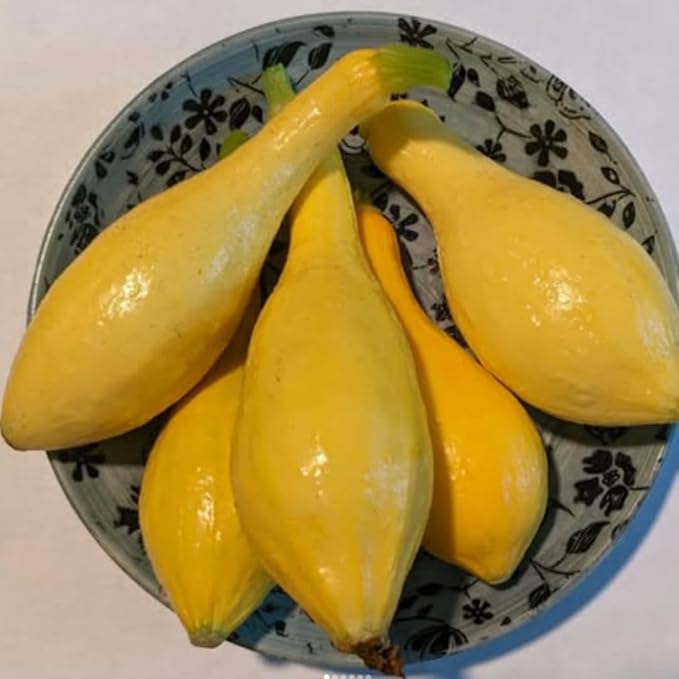Yellow Squash Vegetable Plants Live Set 3 Plants 3 to 6 Inc Long Squash Plants Live Growing