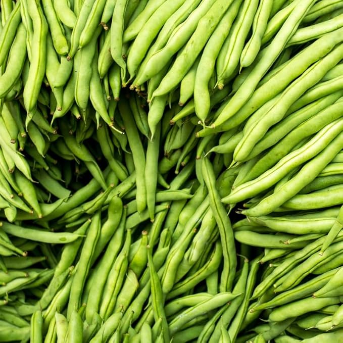 Green Bean Live Plant in 4 Inch Pot 2 Bean Bush Starter Plants Potted 4 to 6 inch Tall Plants for Outdoor Garden
