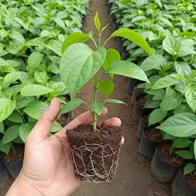 Black Pepper Plant Live Black Pepper Tree Plant Piper Nigrum Plants 4 to 6 Inches Tall Edible Herb for Indoor Outdoor Garden
