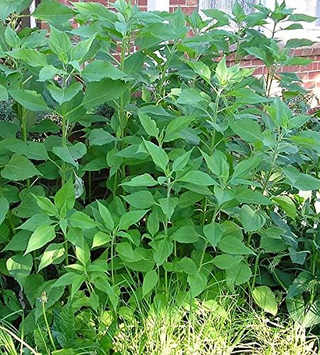 Jerusalem Artichoke Tubers (Helianthus tuberosus) - Sunchokes Sunroot or Jerusalem Artichokes for Planting or Eating (10)