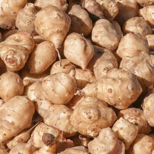1 Lb Tubers Jerusalem Artichokes Sunchokes Bulbs Vegetable Jerusalem Artichokes Bulbs Tubers for Planting