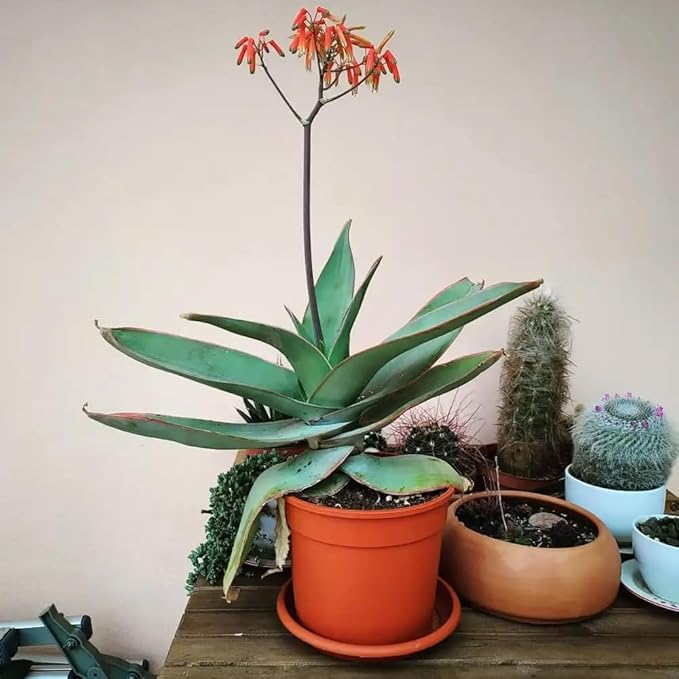 Coral Aloe Plants (Aloe striata) - Live Succulent with Striking Pink Edges and Smooth Flat Leaves for Indoor/Outdoor Gardening (2 Coral Aloe sacs)
