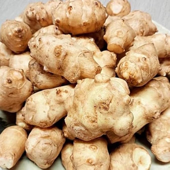 5 Jerusalem Artichoke Tubers for Planting Fresh Sunroots Sunchokes Edible Hardy Roots for Home Garden or Raised Beds