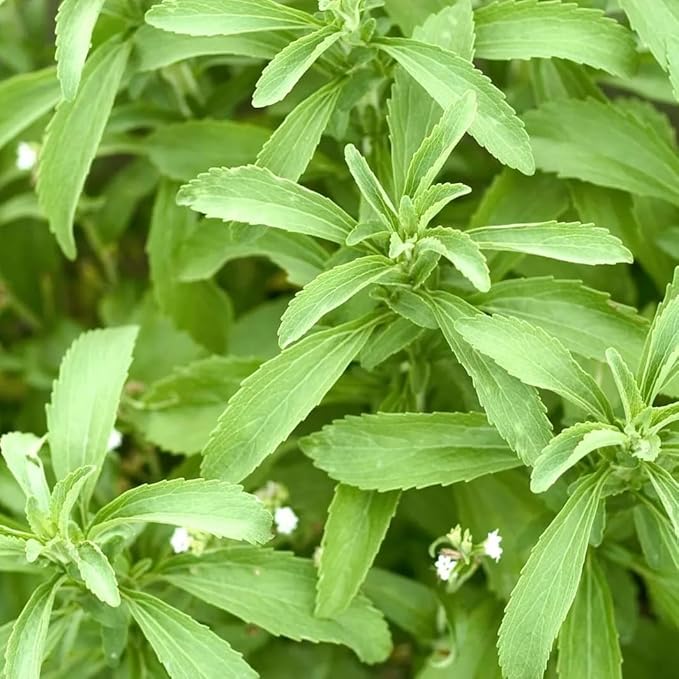 Natural Herbal Live Zero Calorie Sugar Replacement. Stevia Plants. Sweet Leaf Sugar Leaf Natural Sugar Substitute Herb Easy to Grow (4 stevia sacs)