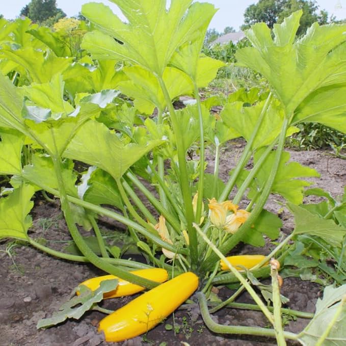 3 Zucchini Plants Seedlings 4 Inches Pot Live Squash Plants from 3 to 5 Inches Tall Live Squash Zucchini