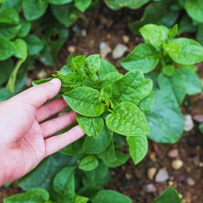 Live Malabar Spinach Plant Potted 5 to 7 Inch Long Vegetable Plant Live for Gardening Outdoor
