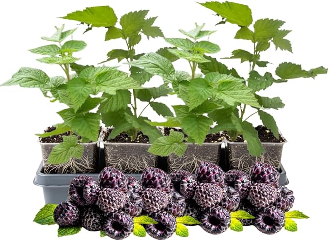 4 Glencoe Thornless Raspberry Plants Live 5-9 Inch Tall Raspberry Fruit Trees for Outdoor Growing Raspberry Seedling