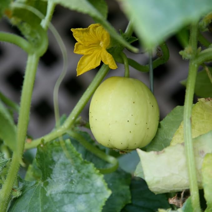 2 Lemon Cucumber Plants Live 4-6 Tall Live Yellow Cucumber Plants Potted 4 Inches Pot Vegetable Plants for Outdoor Garden Planting