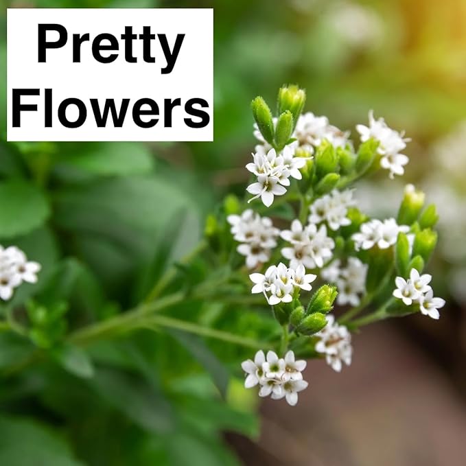 Natural Herbal Live Zero Calorie Sugar Replacement. Stevia Plants. Sweet Leaf Sugar Leaf Natural Sugar Substitute Herb Easy to Grow (4 stevia sacs)
