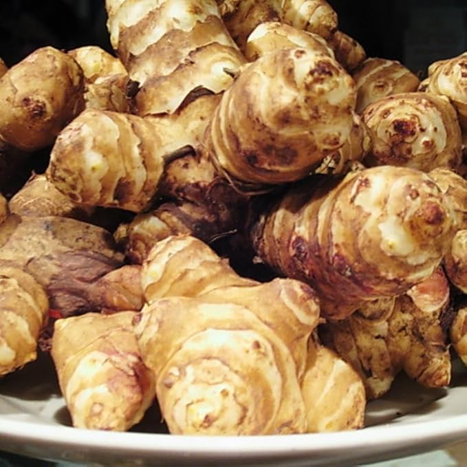 5 Large Jerusalem Artichokes Tubers for Planting Fresh Sunchokes Sunroots Hardy Edible Perennial Roots for Outdoor Vegetable Garden