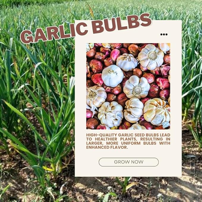 1 Pound Mix Hardneck Garlic Bulbs for Planting Fresh High-Yield Hardy Garlic for Garden or Container Growing