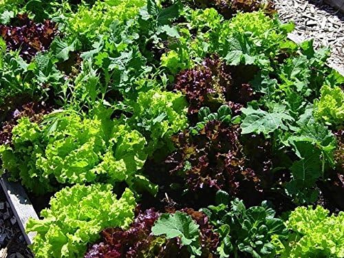 Dirt Goddess Super Seeds ~ Mesclun Mix Seeds (1/4 Lb) 106000 Seeds Bulk Non GMO
