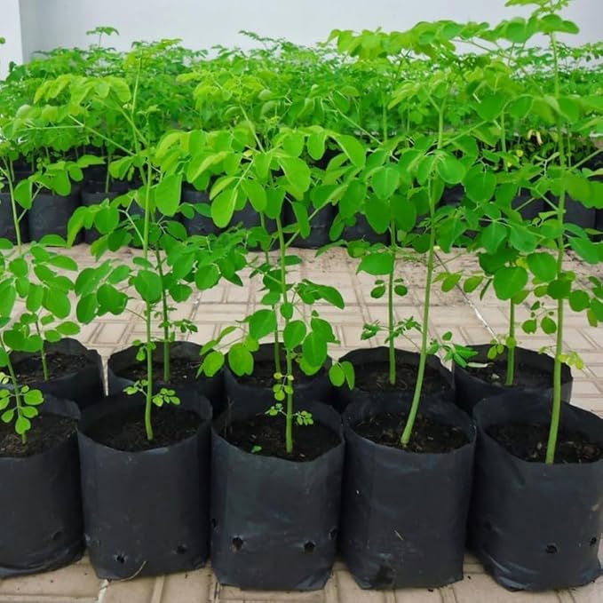 2 Live Moringa Oleifera Plants Trees in 4 Pot Malunggay Drumstick Size 6-9 Inches in Tall Dormant in Winter
