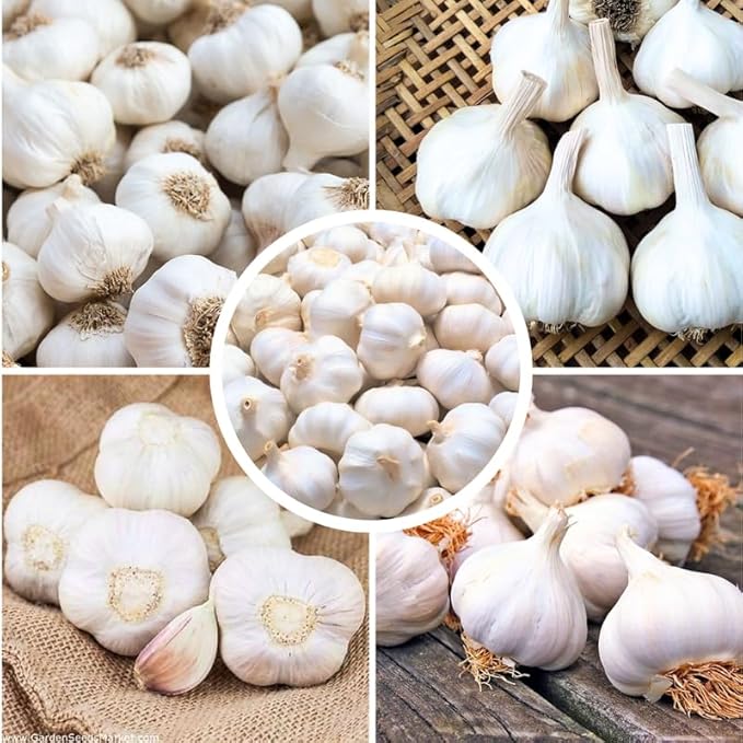 1 Pound Rare White Hardneck Garlic Bulbs for Planting Fresh High-Yield Hardy Garlic for Garden or Container Growing