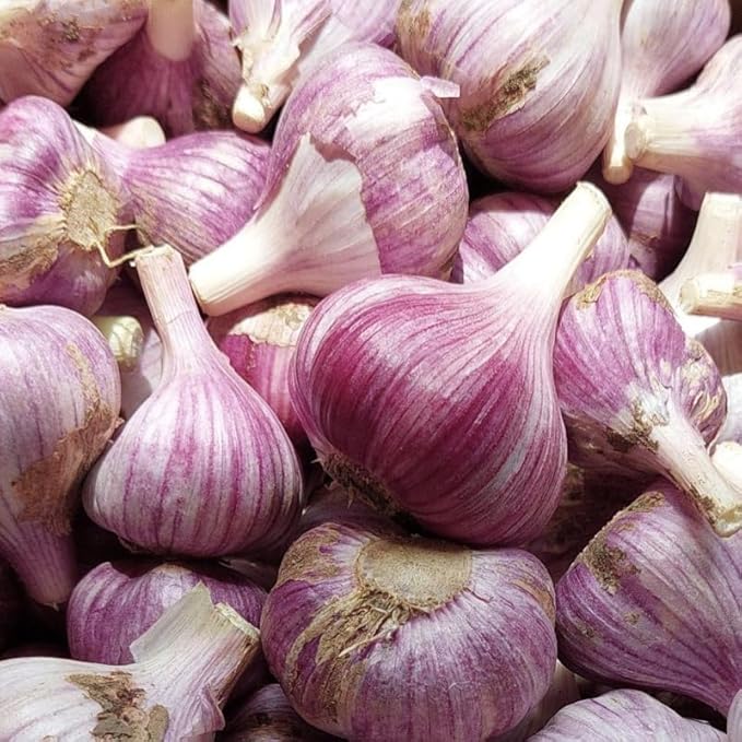 1 Lb Red Garlic Bulbs for Planting 8 Hardy Garlic Bulbs for Planting Home Vegetable Garden or Raised Beds Hardneck Garlic Bulbs
