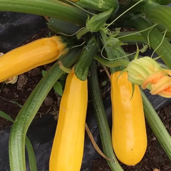 3 Squash Plants Live 3 to 6 Inch Tall Zucchini Plants Live Yellow Squash Zucchini Seedlings 4 Inch Pot