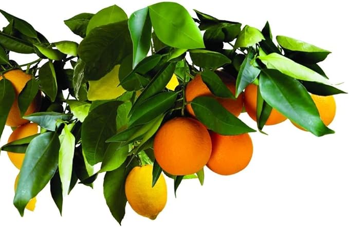 Jobe's 01612 15 Pack 9-12-12 Fruit &amp Citrus Tree Spikes - Quantity 4