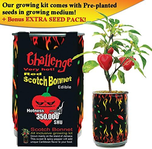 Red Scotch Bonnet Pepper Grow Kit by Magic Plant - 3 Kits - Caribbean Classic Chili 100K - 350K SHUs - DIY Easy with Heirloom Non-GMO Seeds Indoor/Outdoor or Gift