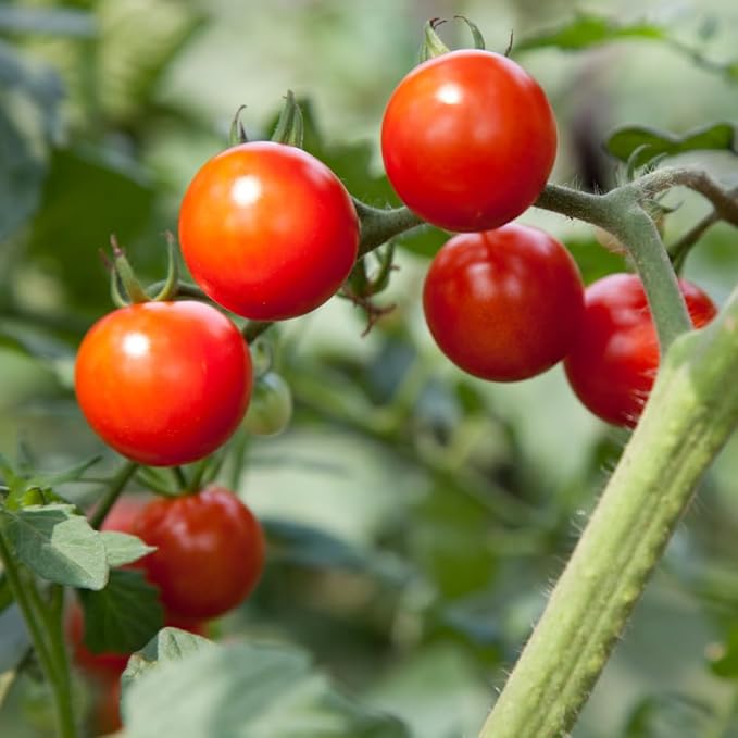 2 Tomato Plants in Pot Cherry Tomato Plant Heirloom Vegetable Plants Live for Planting Outdoors Garden
