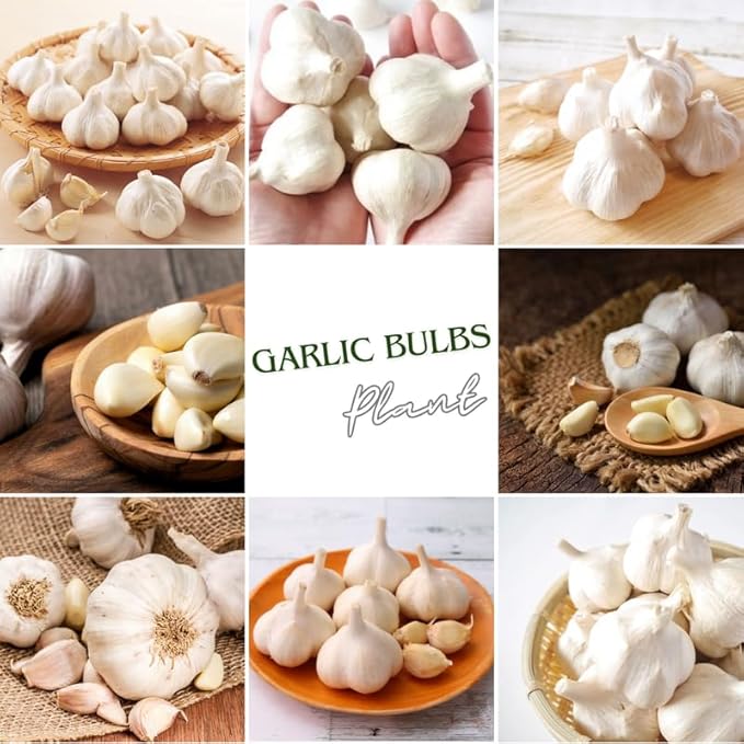 1 Pound Rare White Hardneck Garlic Bulbs for Planting Fresh High-Yield Hardy Garlic for Garden or Container Growing