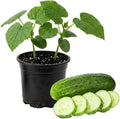 Marketmore Cucumber Plants in 4 Inch Pot 2 Plants per Pot 4-6 Tall Cucumber Plants Live for Planting Outdoor