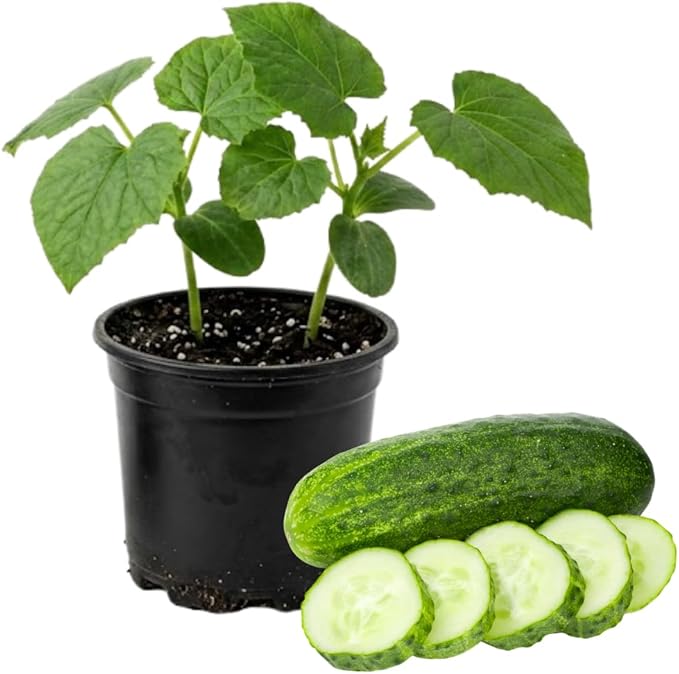 Marketmore Cucumber Plants in 4 Inch Pot 2 Plants per Pot 4-6 Tall Cucumber Plants Live for Planting Outdoor