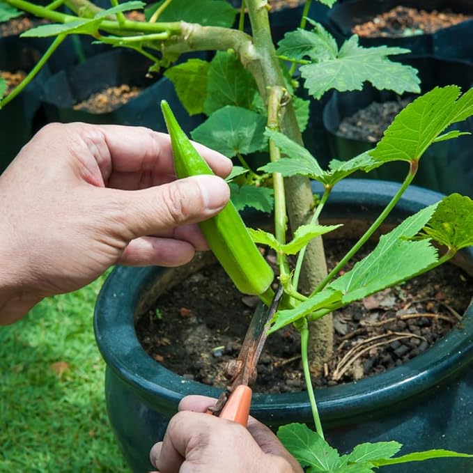 2 Okra Plants Live Green Okra Live Plant 4 Inc Potted