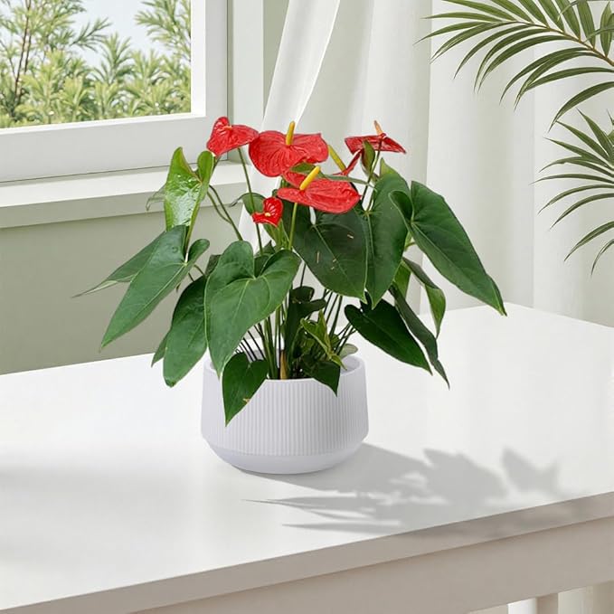 Handmade Ceramic Planter Set of 2 11 8 Diameter White with Vertical Ridges for Aquatic Plants IndoorOutdoor Shelf Table Use Breathable Non Porous Clay