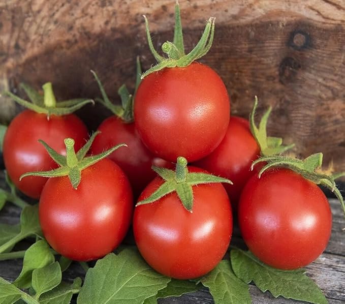 2 Pots 3 Cherry Tomatoes Plants 3-5 Inch Tall Red Tomato Seedling Heirloom Tomato Plants