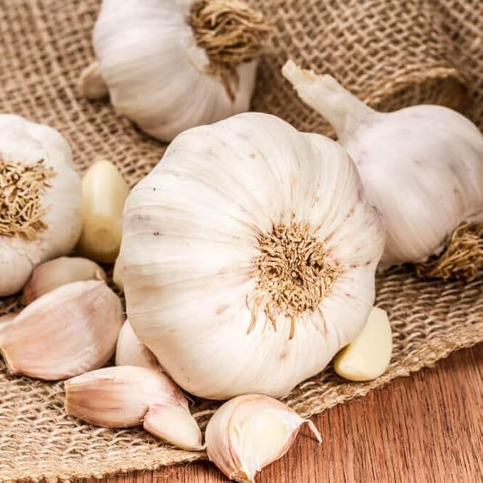 1 Pound Carlifornia Solfneck Garlic Bulbs for Planting Fresh High-Yield Hardy Garlic for Garden or Container Growing