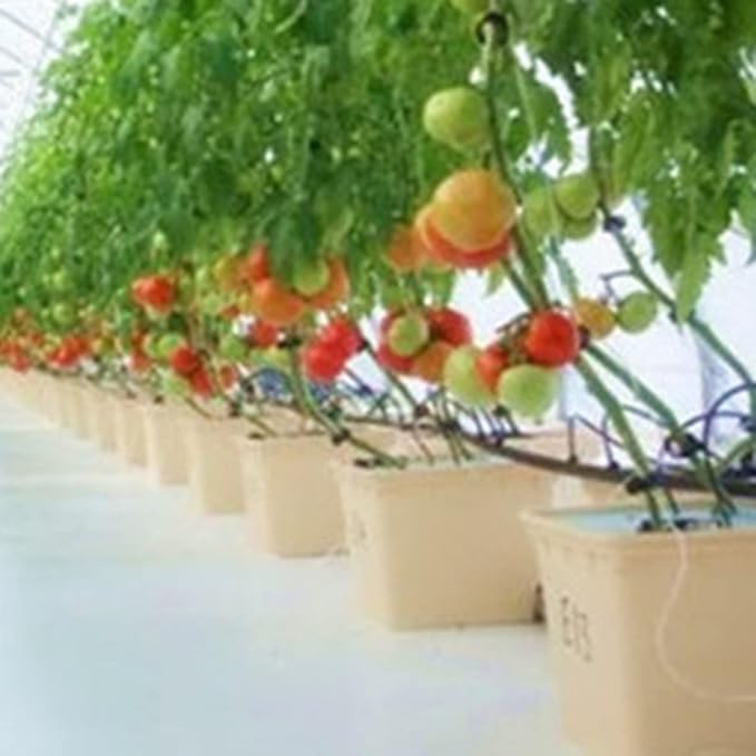 Hydroponic Bato Bucket Dutch Bucket 11 Liter with Siphon Elbows 12 x 10 x 9 - 10 Pack
