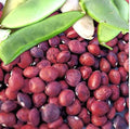 100 Speckled Butterpea Lima Bean Seed | Southern Baby Butter Beans Red Brown Peas Heirloom Non GMO Vegetable Seed