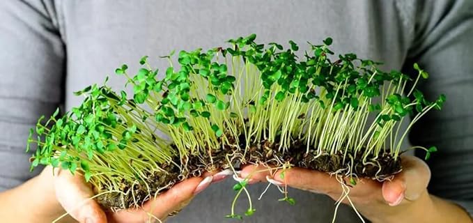 Gardenera Premium Organic Microgreens Potting Mix: Canadian Peat Moss Cococoir Perlite and More - 3 Quart