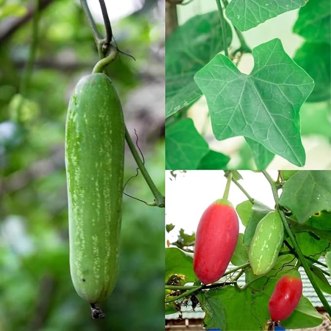 Ivy Gourd Live Plants Set of 2 Rooted in 4 Inch Pots 4-6 Inch Tall Coccinia Grandis Vegetable Plants for Outdoor Planting