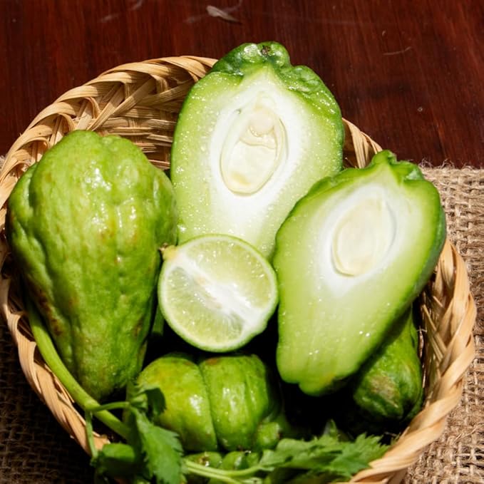 Chayote Squash Plant Live Chayote Plant Vegetable Plants 7 to 9 Inc Tall Gallon Pot