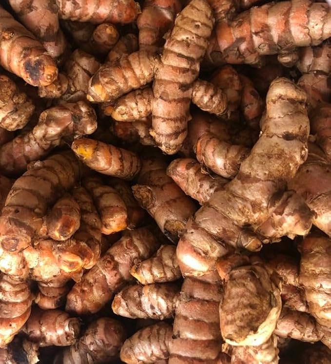 15 Fresh Turmeric Roots for Planting Golden Orange Turmeric Ginger Whole Perennial Herb