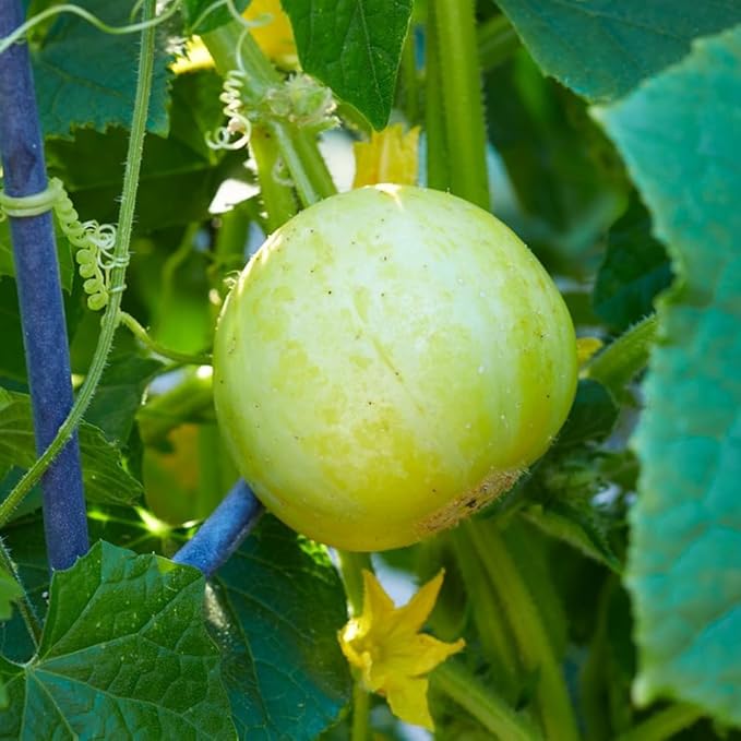 2 Lemon Cucumber Plants Live 4-6 Tall Live Yellow Cucumber Plants Potted 4 Inches Pot Vegetable Plants for Outdoor Garden Planting