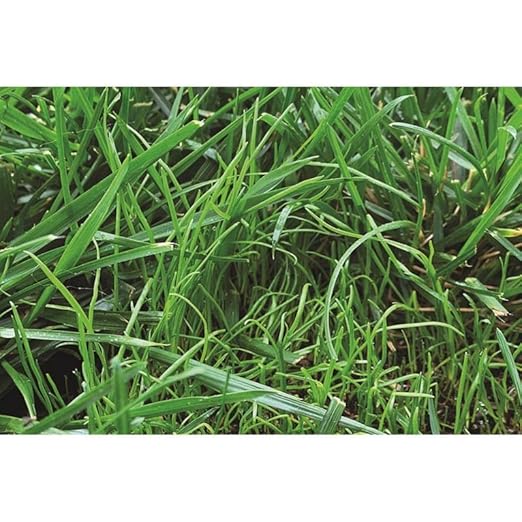 GRASS RAPID POD S/S 15PK