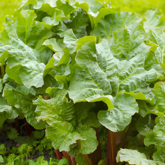 5-Pack Rhubarb Roots Plants for Planting 1.5 Inch Tall Fast- Growing Perennial Non GMO with Giant Red Stalk Resilient Vegetable Plants for Home Landscapes