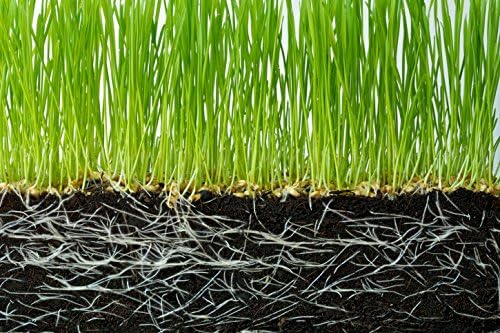 Introducing Soil Vigor® Granular: Revolutionizing Plant Hydration and Growth - 2 Pounds (Large Granules / 5-10 mesh)