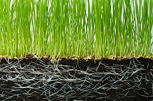Fine Granules Potassium Polyacrylate Hydrogels: Improve Soil Hydration and Plant Growth with Water-Storing Crystals (2 Pounds)