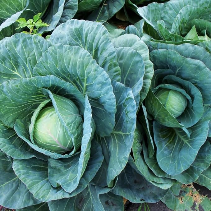 Cabbage Plant in 4 Inch Pot 3 to 6 Inch Tall Vegetable Cabbage Plants Seedling Cold Harrdy Plants for Outdoors Planting
