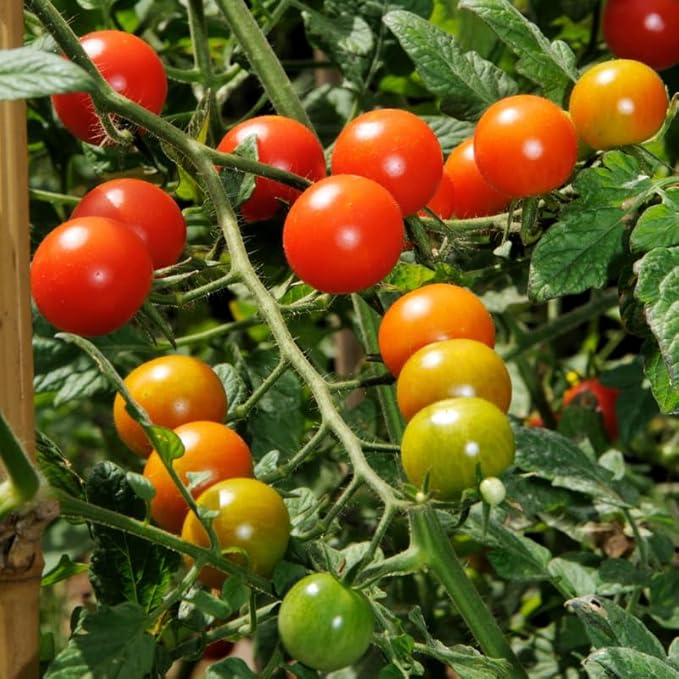 4 Tomato Plants Live for Planting Outdoors Starter Vegetable Plants Tree Tomato Plant 5 to 8 Inch Tall No Pot Cherry Tomato