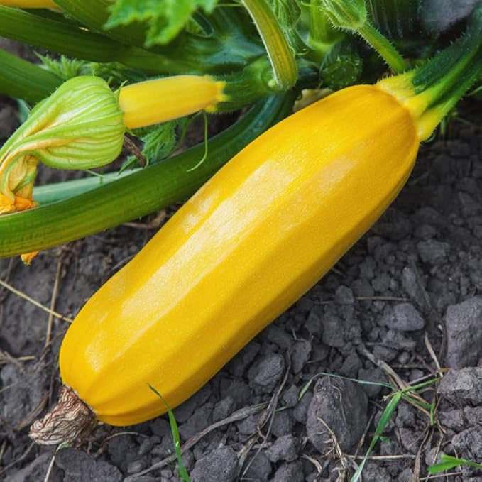 3 Zucchini Plants Seedlings 4 Inches Pot Live Squash Plants from 3 to 5 Inches Tall Live Squash Zucchini
